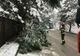 Zăpada a rupt arbori în Suceava. Pompierii militari solicitați să intervină